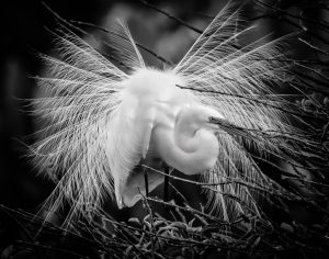 Amateur- Honorable Mention- Black and White- The Fan by Brian Reidy