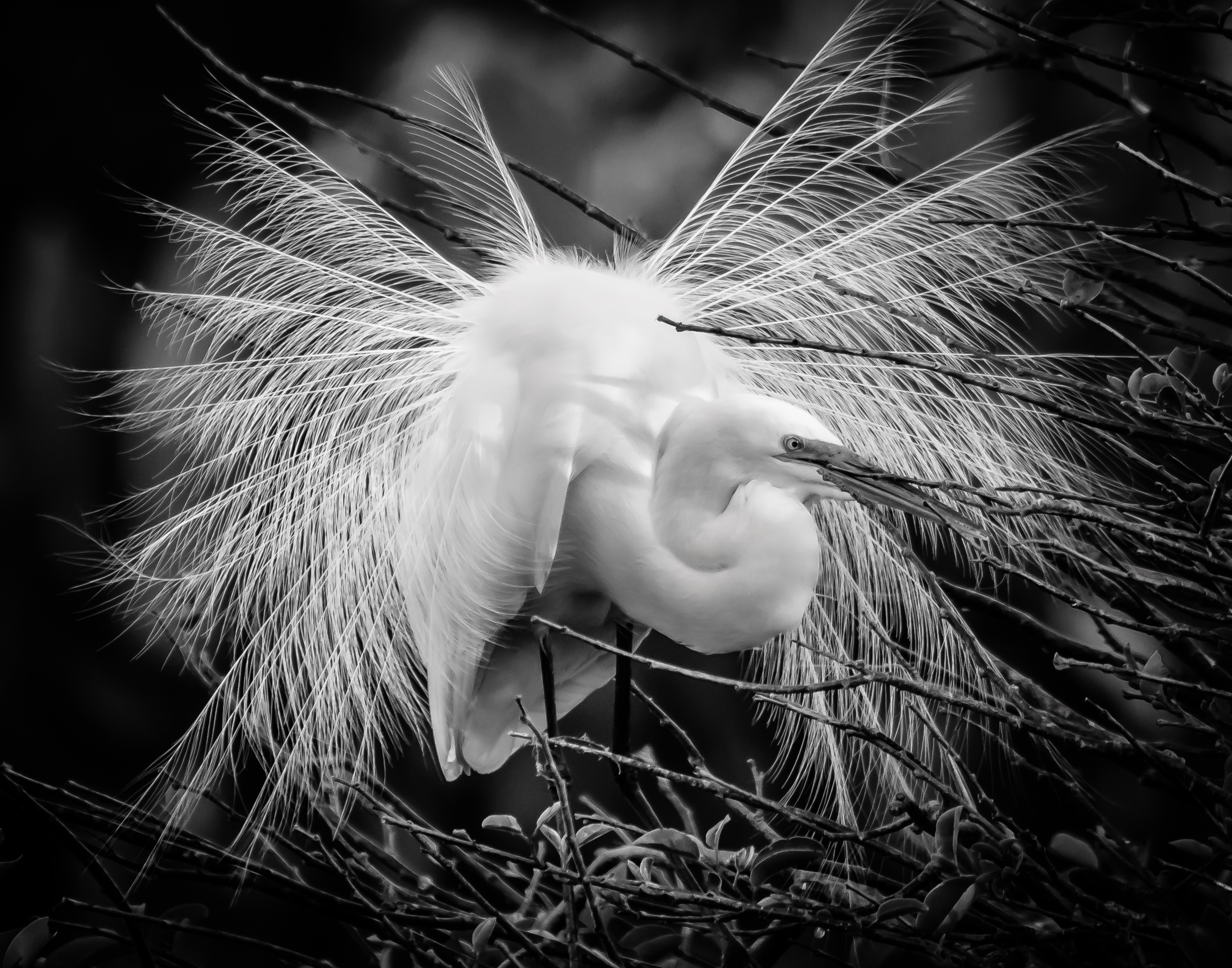 Amateur- Honorable Mention- Black and White- The Fan by Brian Reidy