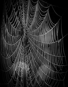 Amateur- Honorable Mention- Black and White - Spider Web by Robert Howard