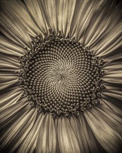 Amateur- Honorable Mention- Black and white- Sunflower Monochrome by John Padbury