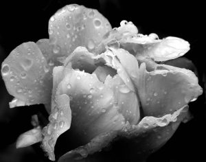 Amateur- Honorable Mention- Black and white- Peony by Diane Hunt