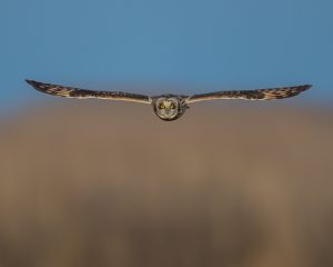 Amateur- Honorable Mention- Birds- Short-Eared Owl Incoming by William Pully