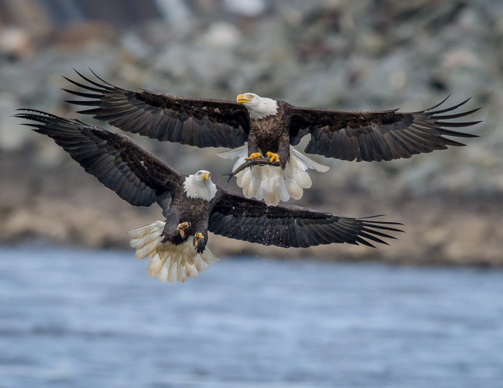 Amateur- Honorable Mention- Birds- Bald Eagle Chase by Mitch Adolph