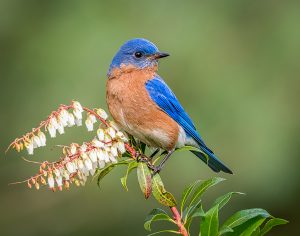 Amateur- Honorable Mention- Birds -Eastern Bluebird by Katherin Swaboda