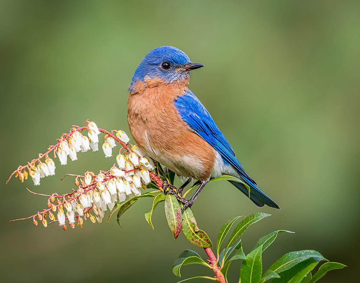 Amateur- Honorable Mention- Birds -Eastern Bluebird by Katherin Swaboda