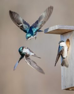 Amateur- Best in Division- Tree Swallow Fight by Jerry amEnde
