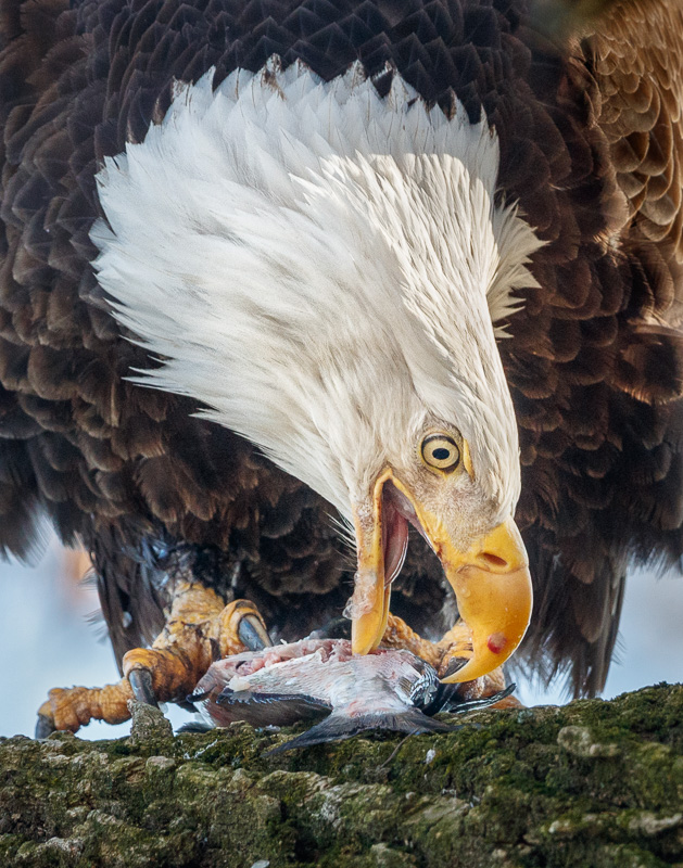 Amateur- Best in Category- Birds- Fish for Breakfast by Jerry amEnde