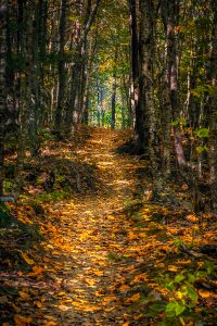 Amateur- 3rd Best in Category- Landscape Scenery- Canon Brook Trail by Robert Howard