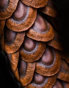 Amateur- 3rd Best in Category- Nature macro & micro- Milkweed by Diane Hunt