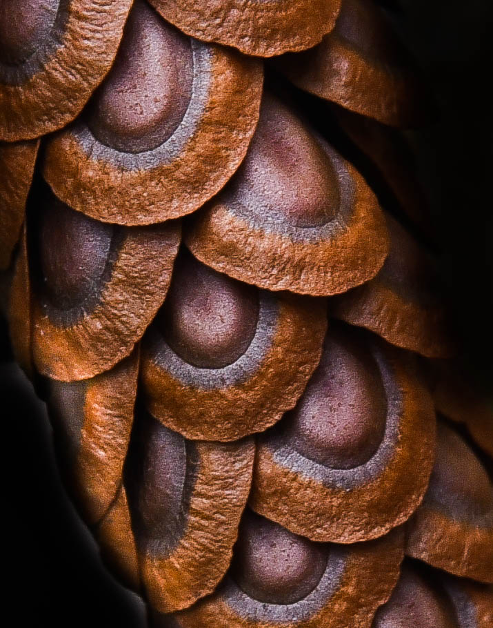 Amateur- 3rd Best in Category- Nature macro & micro- Milkweed by Diane Hunt