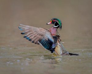 Amateur- 3rd Best in Category- Birds- Wood Duck Profile by Mitch Adolph
