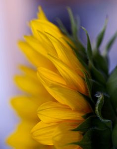 Amateur- 2nd Best in Category- Nature macro & micro- Summer Breeze by Kathleen Furey