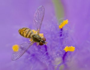 Amateur 1st Best in Category- Nature Macro Micro - Bee in a Flower by Karl Leck
