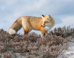 Amateur- 1st Place Best in Category- Plants and animals other than birds- Red Fox on Heather Dunes by Mitch Adolph