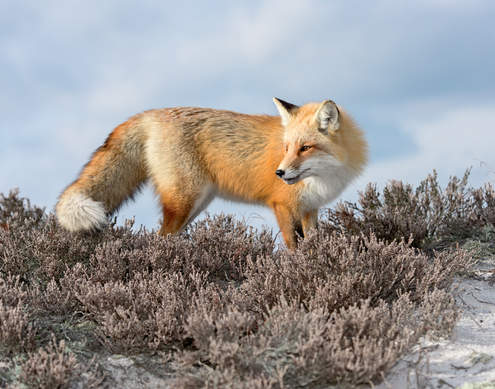 Amateur- 1st Place Best in Category- Plants and animals other than birds- Red Fox on Heather Dunes by Mitch Adolph