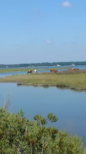 Wild About Our Watersheds