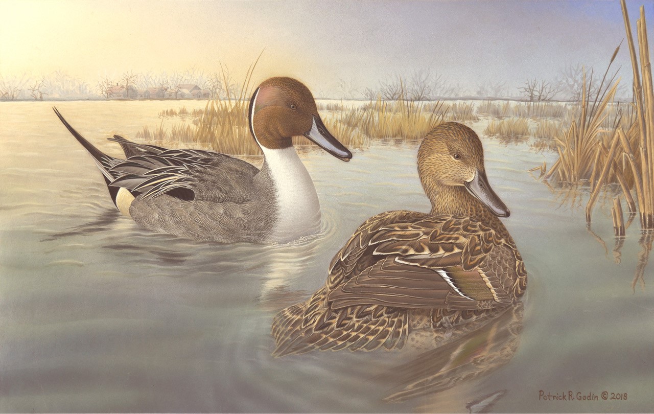 Limited Edition Framed Print  "Pintails on Long Point Bay" by Pat Godin