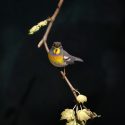 Parula Warbler, Larry Barth (1991)