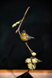 Parula Warbler, Larry Barth (1991)