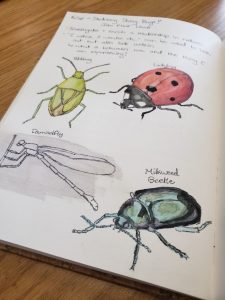 Brenda Nature Journal 4