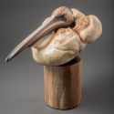 Brown Pelican by Lynn Branson (2017)