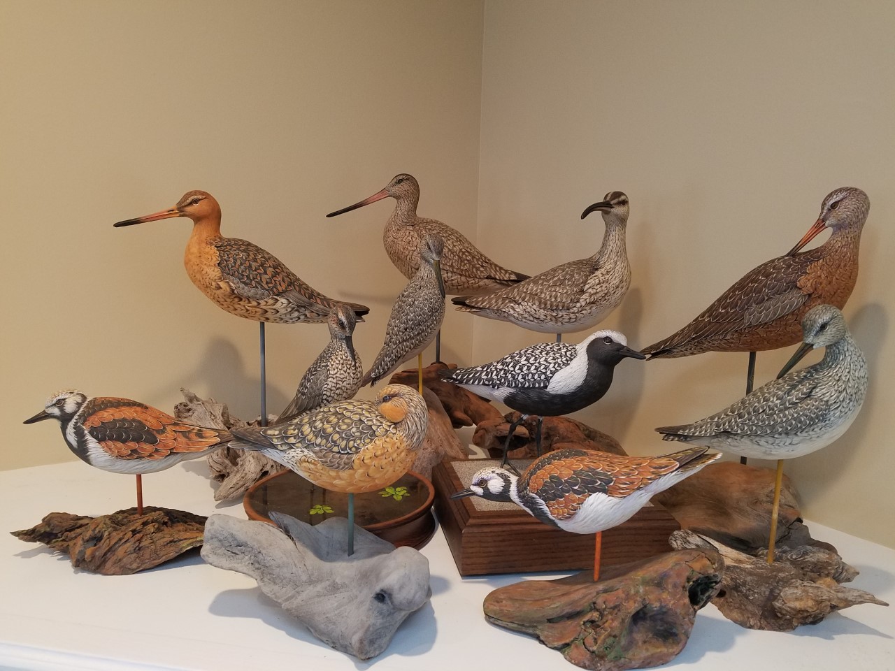 Tommy Stewart Shorebird