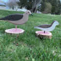 Peep And Dove