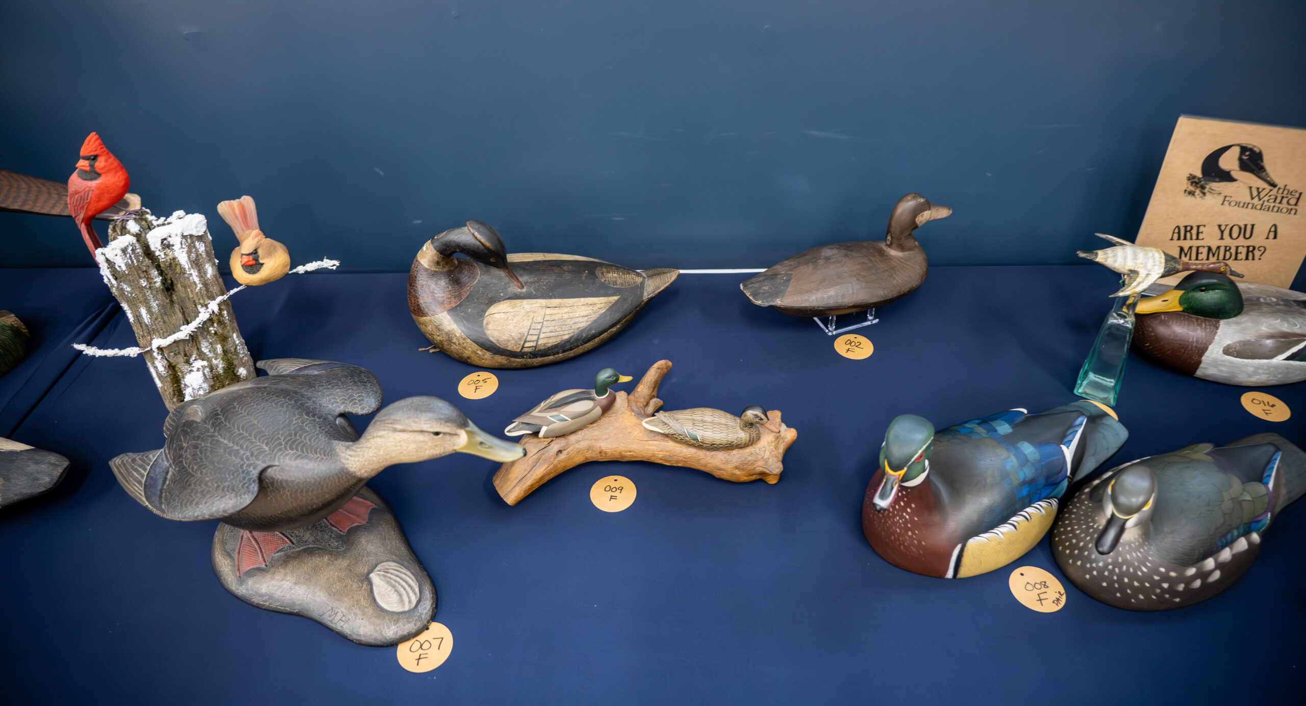 Old Bird June 1 2025 Pdca 12