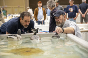 Tank judging at the Ward World Championship 2025 Photo by Alan Wycheck