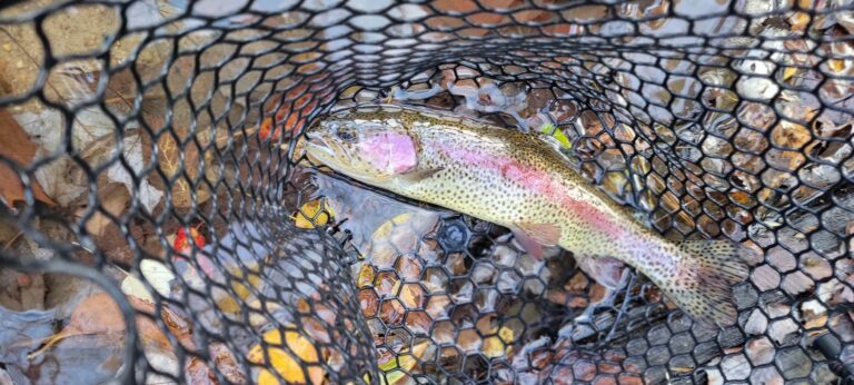 a rainbow fish caught in a fishing net