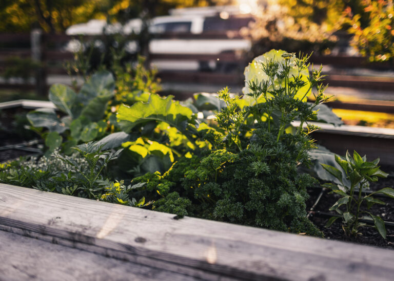 a wooden bench sitting next to a garden filled with plants