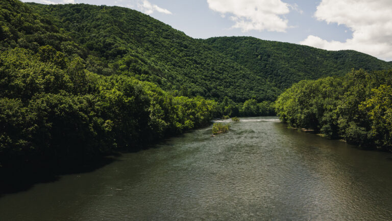a river running through a lush green forest