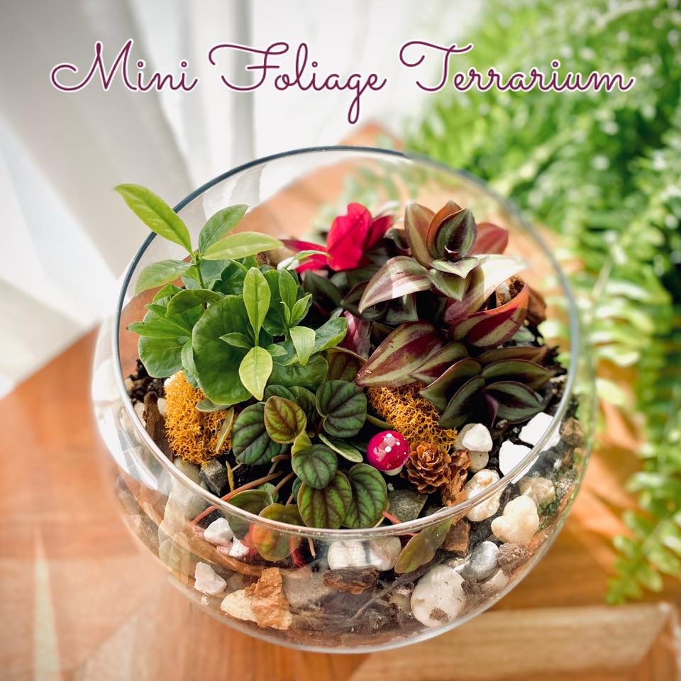 Terrarium