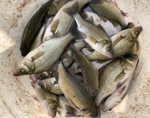 Chesapeake Bay Rockfish live-lining