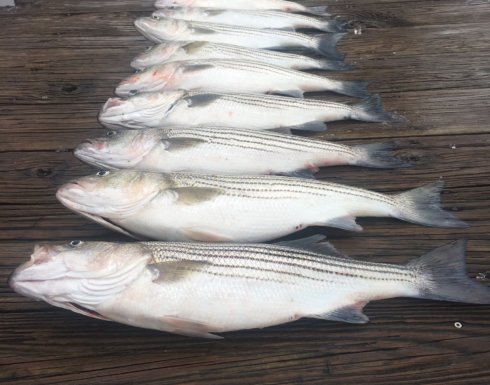Chesapeake Bay Fall Rockfish