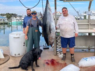 Massive Bluefin Tuna landed by Wound Tight Charters at Sunset Marina!